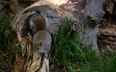 布朗松鼠在棕色的树干

